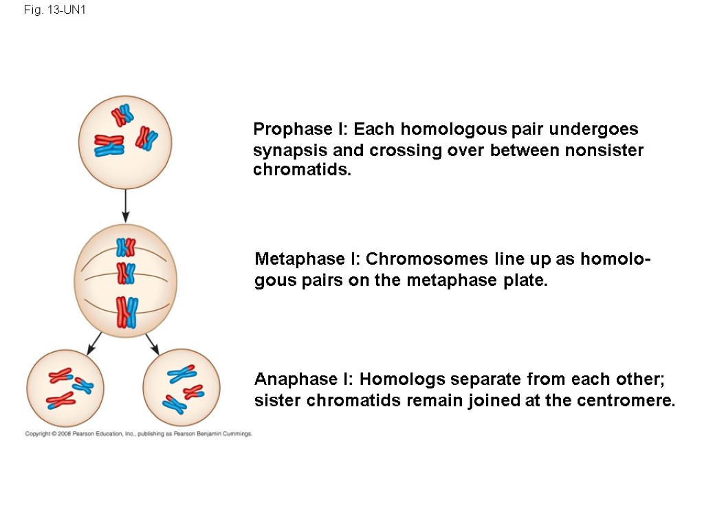 Fig. 13-UN1 Prophase I: Each homologous pair undergoes synapsis and crossing over between nonsister